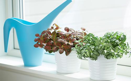 Two pots with fittonia on the windowsill