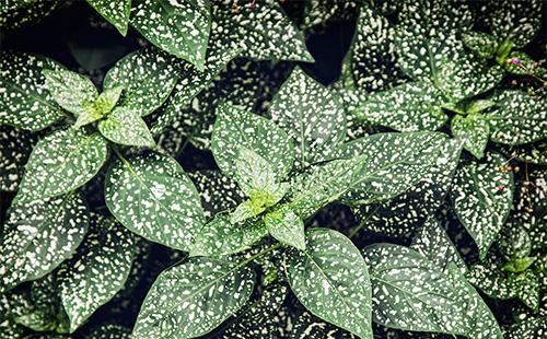 Zeleno lišće hipoestezije