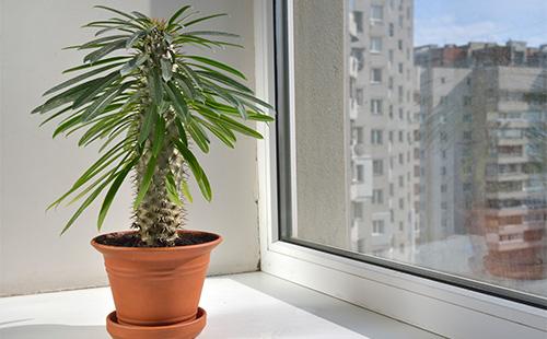 Pachypodium in a pot on the windowsill