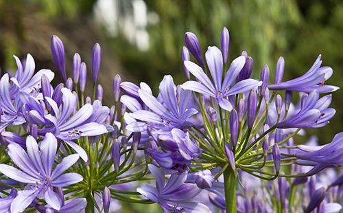 Blue african lily flowers
