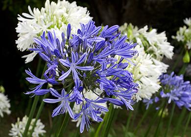 Inflorescences bleues et blanches
