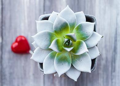 Symmetrical agave in a pot and heart shaped lollipop