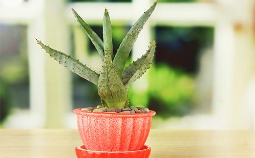 Aloe in a red pot