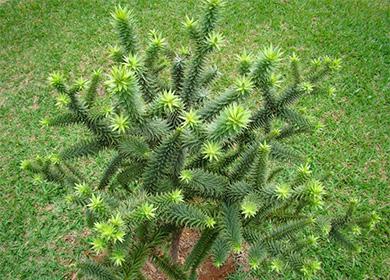 Araucaria crnogorična biljka
