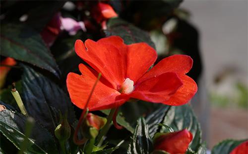 Red balsam flower