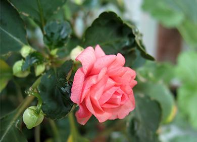 Flor de bálsamo rosa