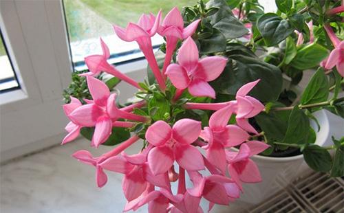 Pink Bouvard Flowers