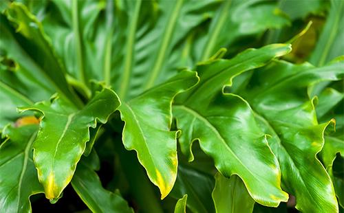 Green leaves of philodendron