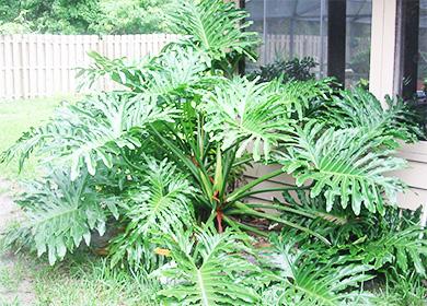 Philodendron in the garden