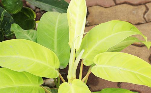 Philodendron leaves
