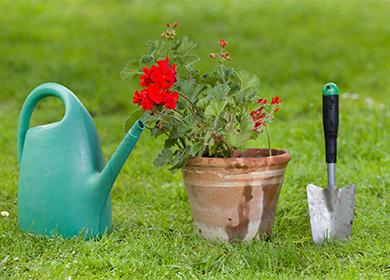 Geranium pot and watering can