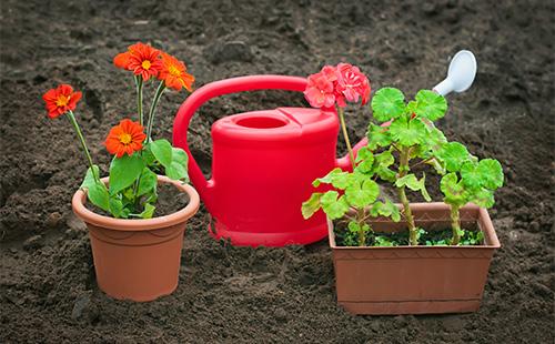Potted geranium and watering can on the ground