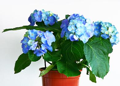 Grandes flores de hortensia azul