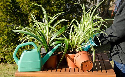 Chlorophytum, watering cans and pots