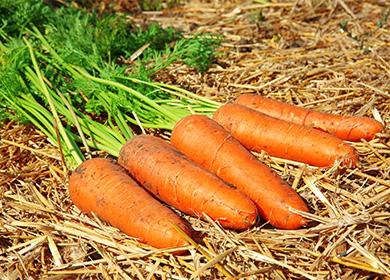 Carrots lying on the straw