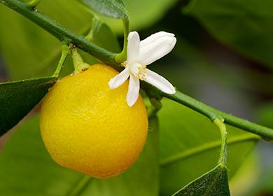 Flor blanca y fruta madura en una ramita