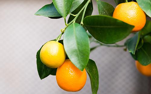 Ripe calamondine fruits in the branches