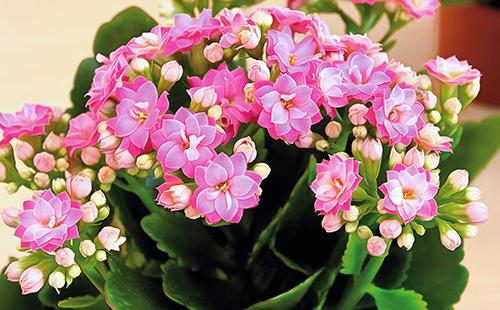 Pétalos de flores de Kalanchoe rosa