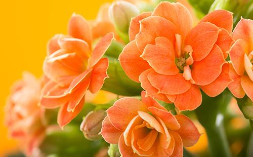 Flowers of a home doctor on an orange background