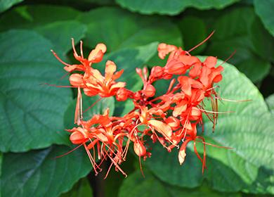 Flowers of Clerodendrum the Most Beautiful