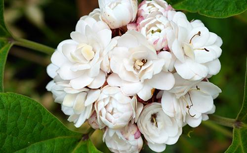 Floraison Clerodendrum Parfumé