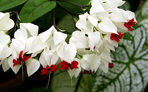 Blanco con flores rojas de carrodendrum