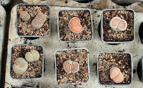 Lithops in square pots