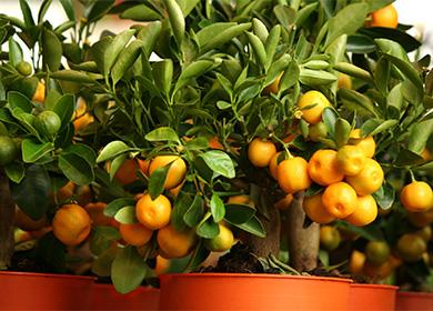 Mandarin décoratif
