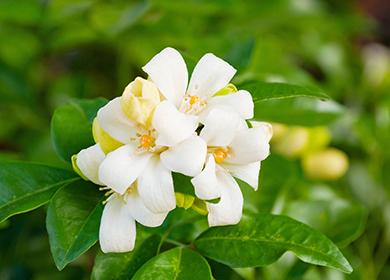 Cvijet bijele paniculate muraya