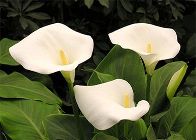 Flores blancas de zantedesia