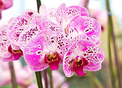Ljubičasti cvjetovi orhideja Phalaenopsis