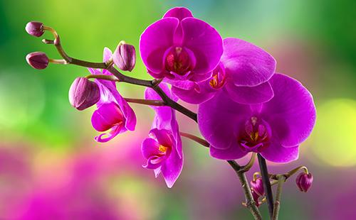 Fleur d'orchidée pourpre