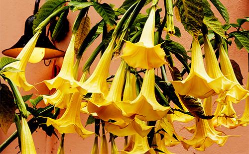 Yellow Brugmansia flowers