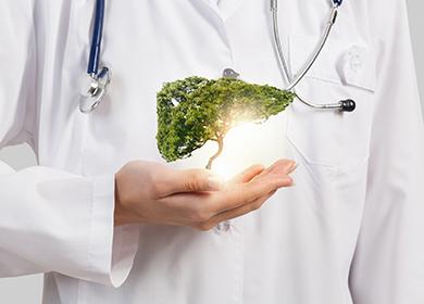 Un árbol verde en manos de un médico simboliza un hígado sano.