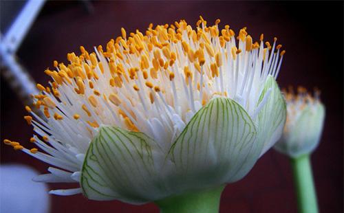Hemanthusov cvijet