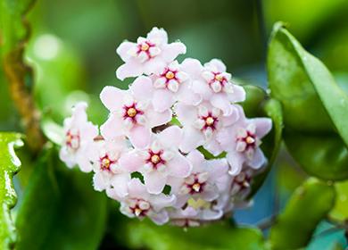 Flores carnosas de lujo Hoya