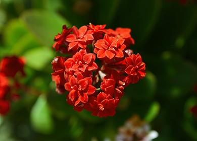 Fleur de kalanchoe rouge