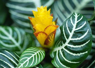 Yellow croton flower