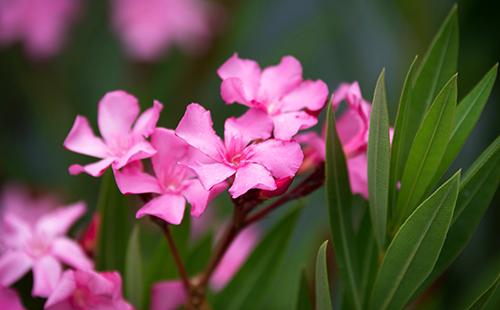 Flowers of the oleander ordinary