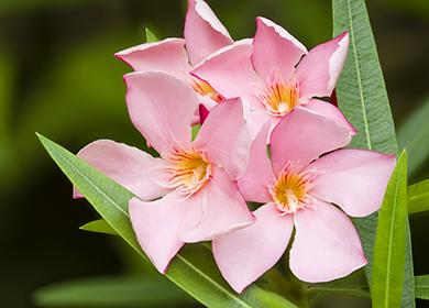 Flores de arbusto de hoja perenne rosa