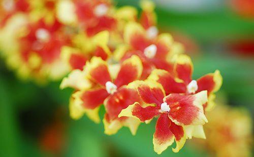 Spring flowering yellow-red oncidium