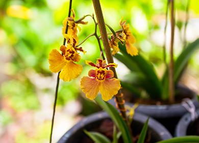 Fleurs d'orchidée tigre jaune