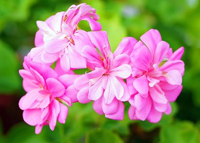 Nježni ružičasti cvjetovi