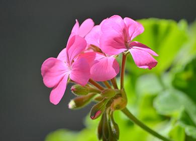 Pélargonium à fleurs printanières