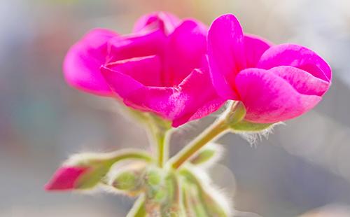 Pétales roses de pélargonium à grandes fleurs