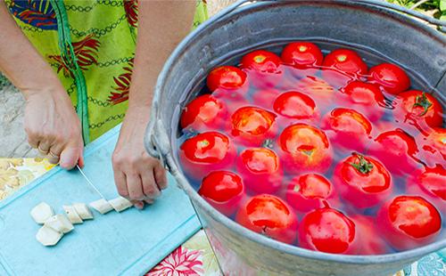 Tomates en un balde de agua.