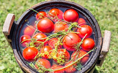 Tomates marinées en saumure