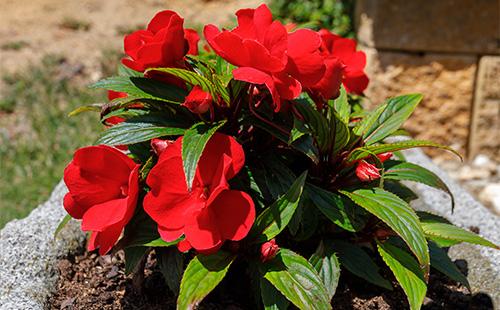 Flores de bálsamo rojo