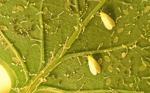 Adult whiteflies