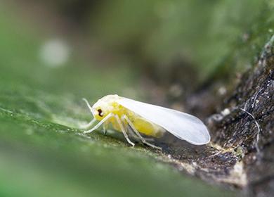 Insect whitefly